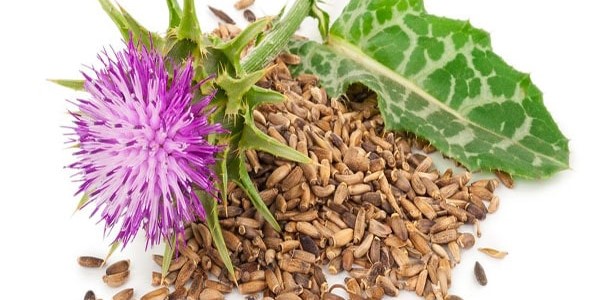 تصویر 5 از خرید و قیمت گیاه داروی خار مریم + فروش صادراتی
